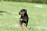 BEAUCERON - PUPPIES 363